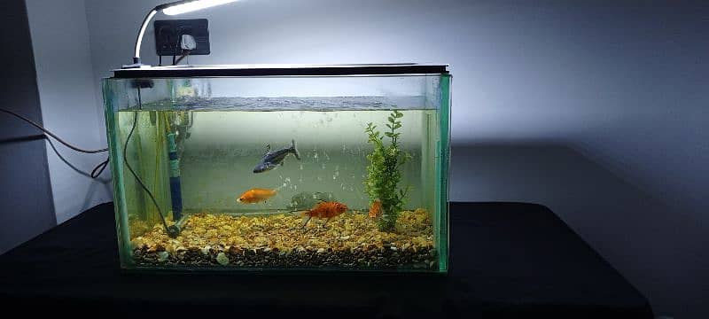 fish aquarium 1