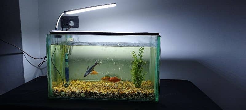 fish aquarium 2