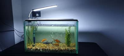 fish aquarium