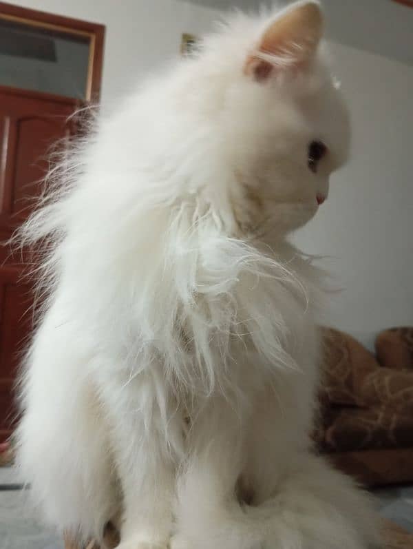 cat white persion triple coat 1