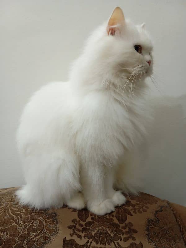 cat white persion triple coat 3