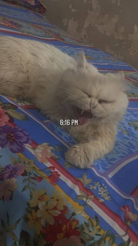 Triple Coat White Persian Male Cat For Sale 2