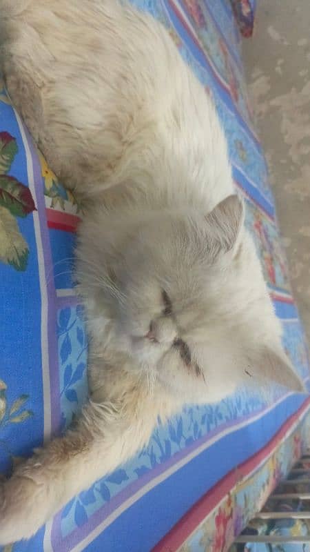 Triple Coat White Persian Male Cat For Sale 3