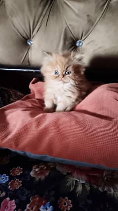 Persian kitten