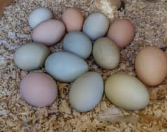 australorp fertile eggs