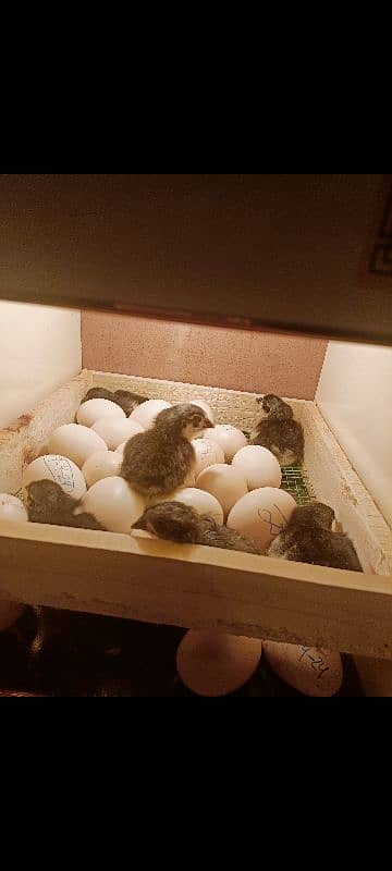 australorp fertile eggs 1