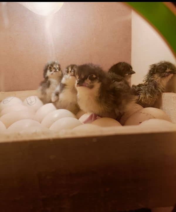 australorp fertile eggs 2