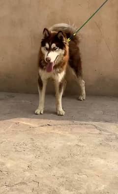 Husky blue eyes Top Quality Wooly cot female