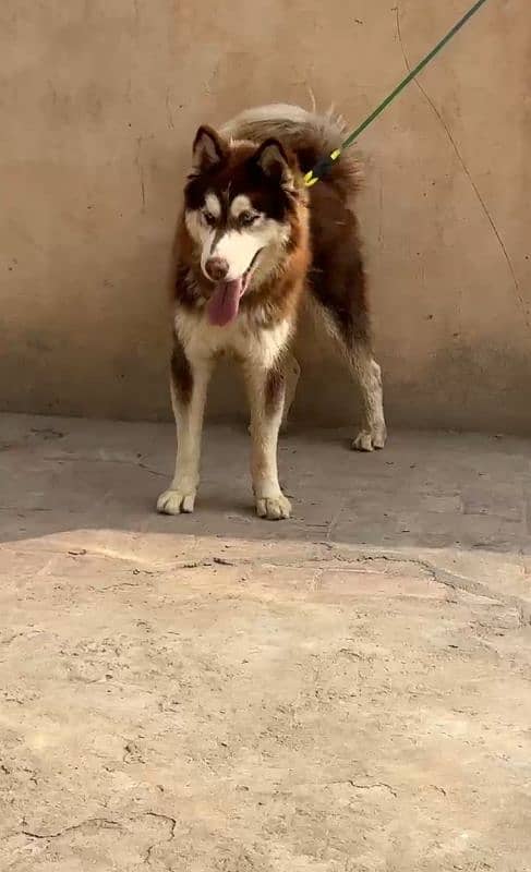 Husky blue eyes Top Quality Wooly cot female 0