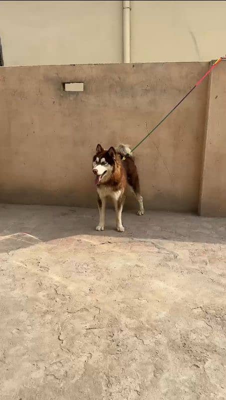 Husky blue eyes Top Quality Wooly cot female 1