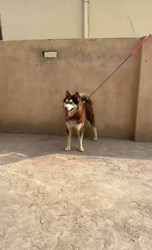 Husky blue eyes Top Quality Wooly cot female 2