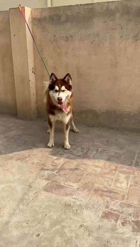 Husky blue eyes Top Quality Wooly cot female 3