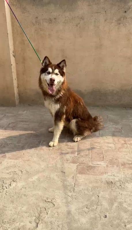 Husky blue eyes Top Quality Wooly cot female 4