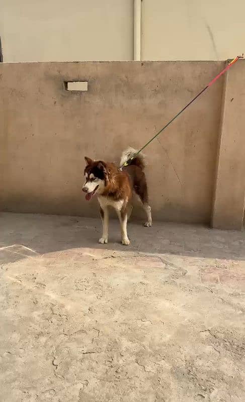 Husky blue eyes Top Quality Wooly cot female 5