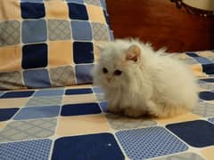 Long coat female kitten