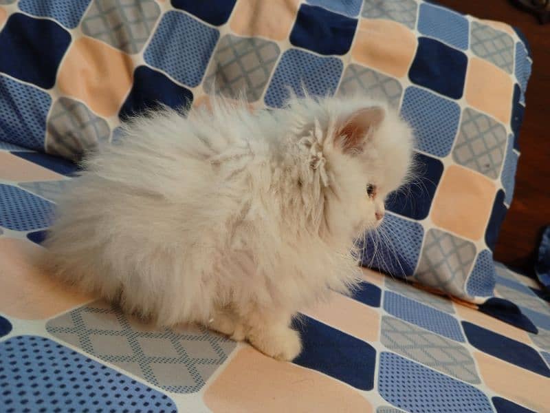 Long coat female kitten 1