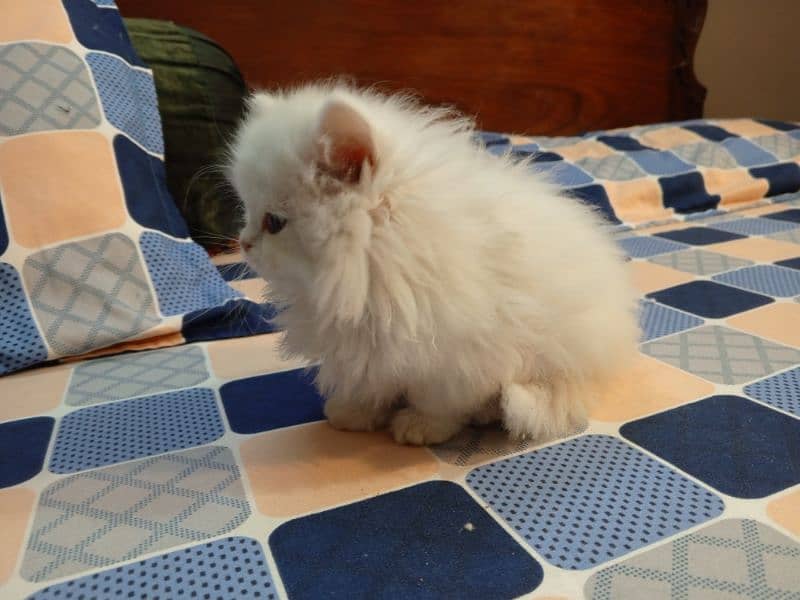 Long coat female kitten 2