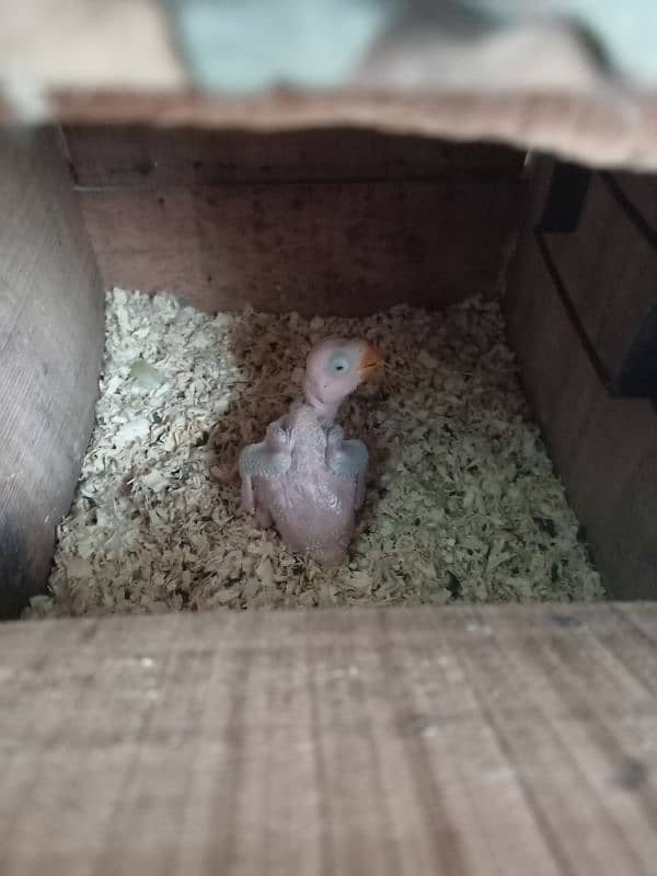 Pahari Raw kashmiri green parrot chick 1