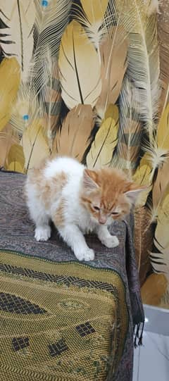 Double coated ginger kitten