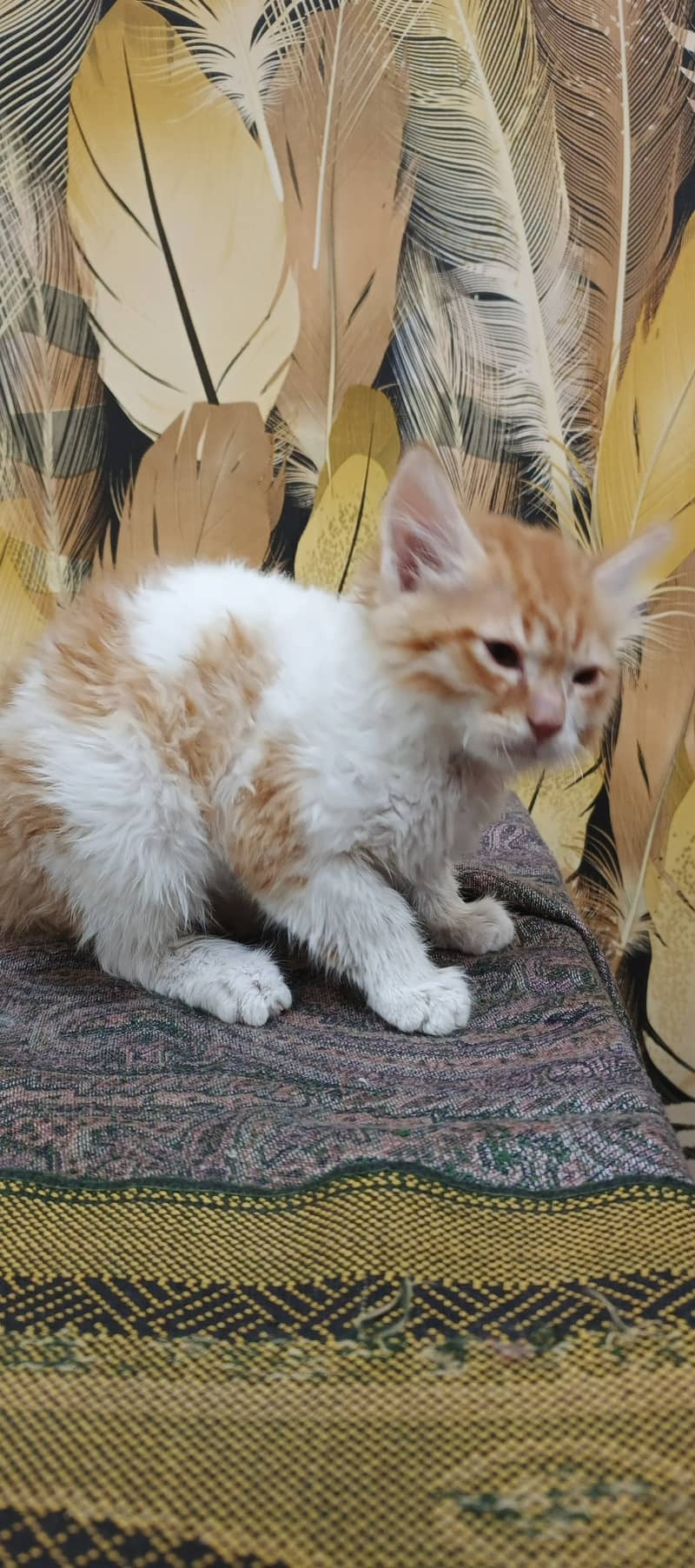 Double coated ginger kitten 2