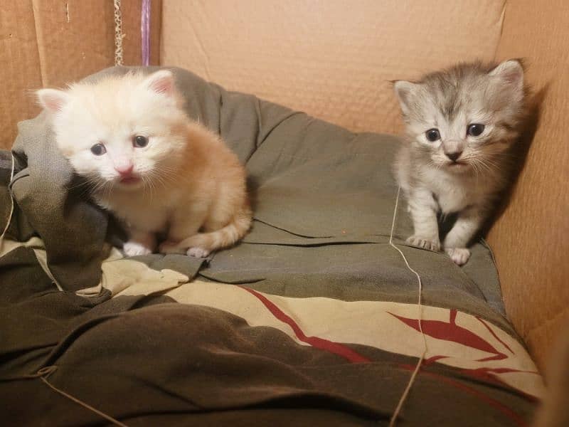 Triple Coated Persian male kitten 0