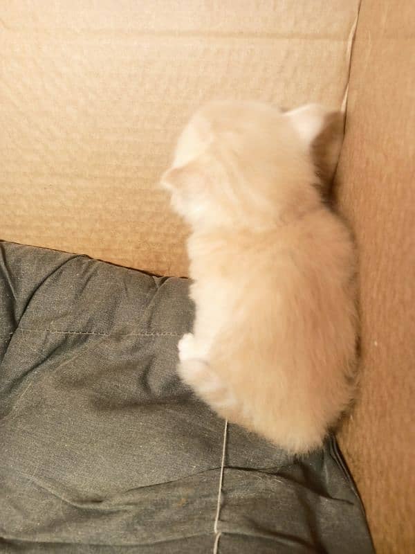 Triple Coated Persian male kitten 1