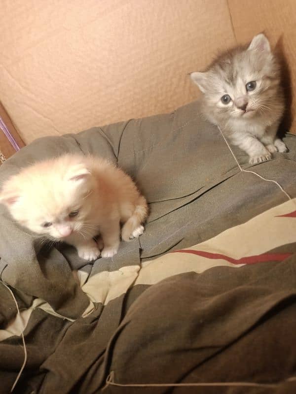 Triple Coated Persian male kitten 2