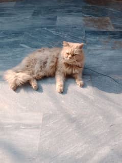 Persian male cat for sale