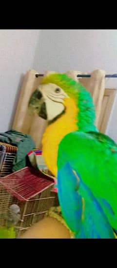 Macaw femail available with DNA age 15 month