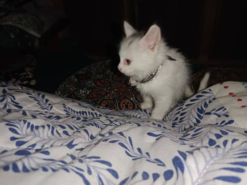 White Russian Female Kitten For Sale 0