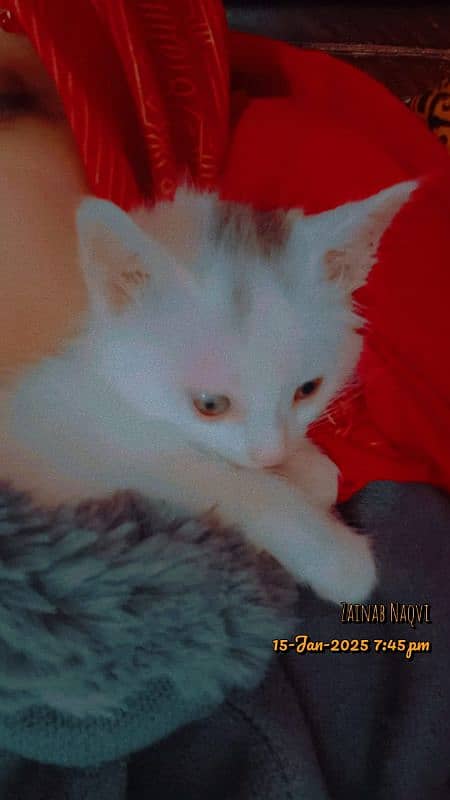 White Russian Female Kitten For Sale 1