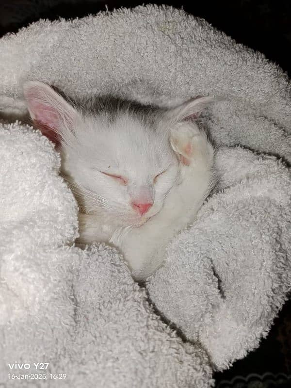 White Russian Female Kitten For Sale 2