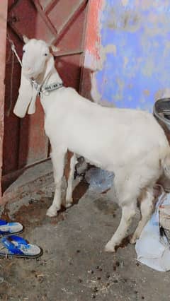 gulabi bakri 2 month ki gaban urgent sale