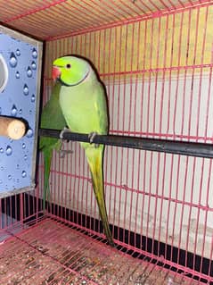 pair of green parrot