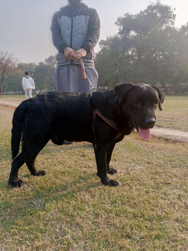 Labrador retriever black 0