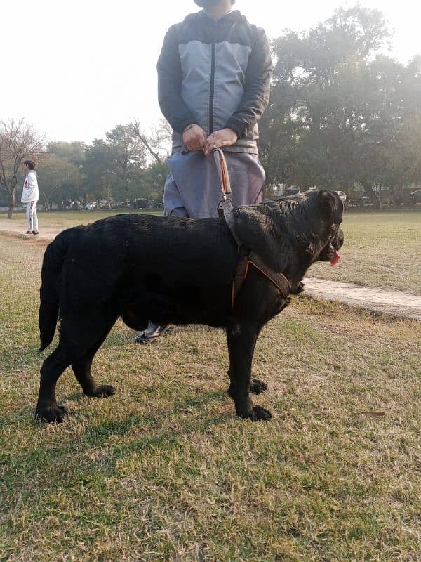 Labrador retriever black 1