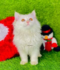 blue eyes white Persian kitten| Triple long coat|punch Face|cat babies