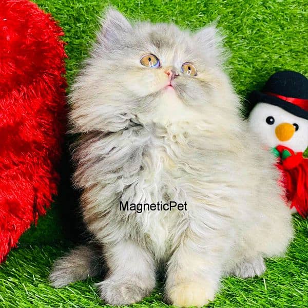 Gray Persian kitten| Triple long coat|punch Face|cat babies 13