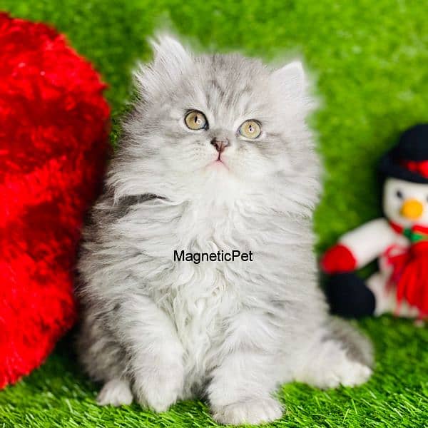 Gray Persian kitten| Triple long coat|punch Face|cat babies 14