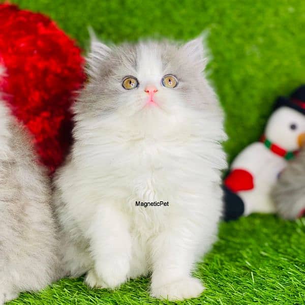 Gray Persian kitten| Triple long coat|punch Face|cat babies 15