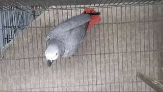 breeder african grey - african gray parrot female dark yellow eyes