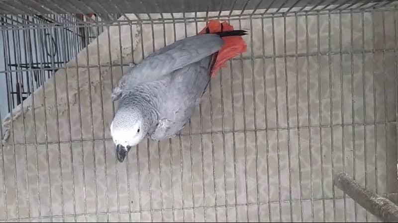 breeder african grey - african gray parrot female dark yellow eyes 0