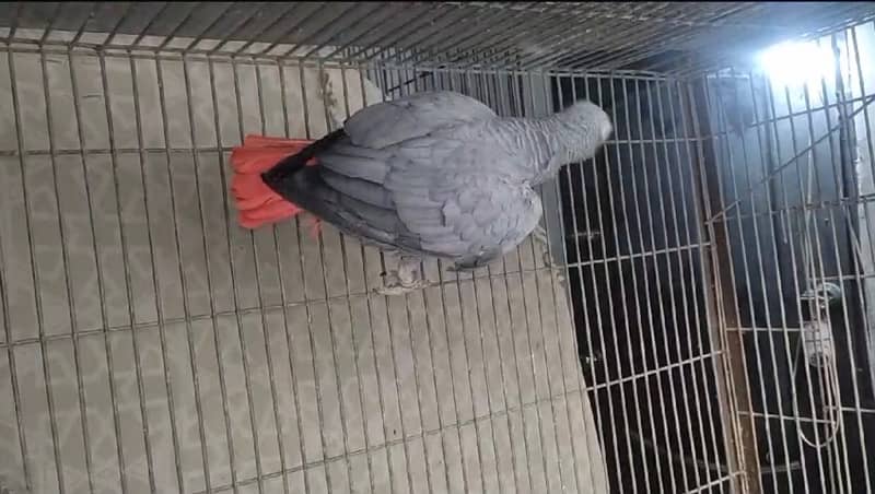 breeder african grey - african gray parrot female dark yellow eyes 1