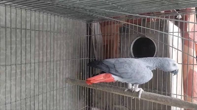 breeder african grey - african gray parrot female dark yellow eyes 2