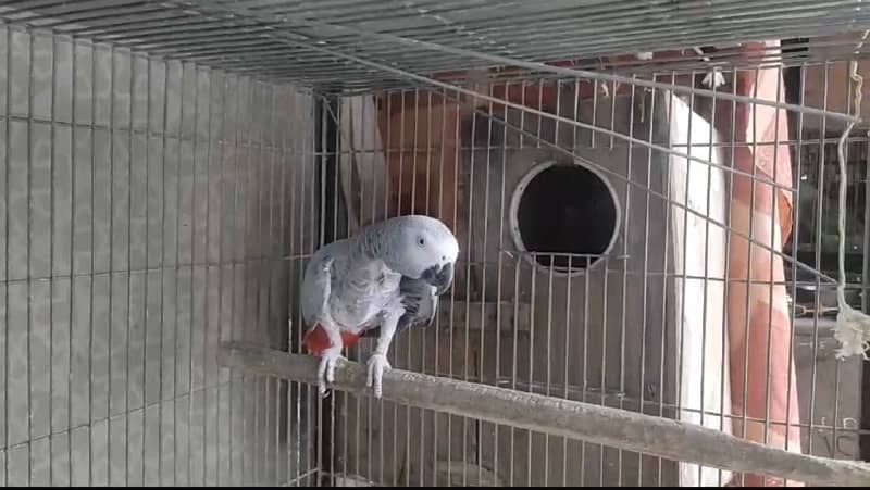 breeder african grey - african gray parrot female dark yellow eyes 3