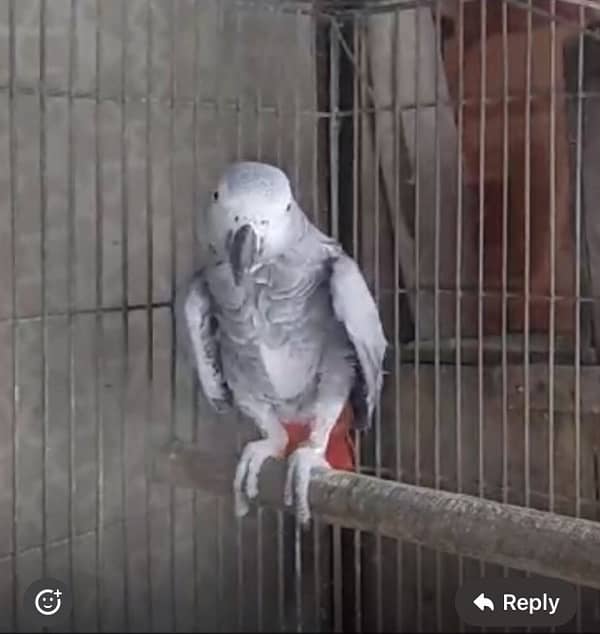 breeder african grey - african gray parrot female dark yellow eyes 4