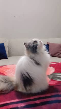 Persian cat