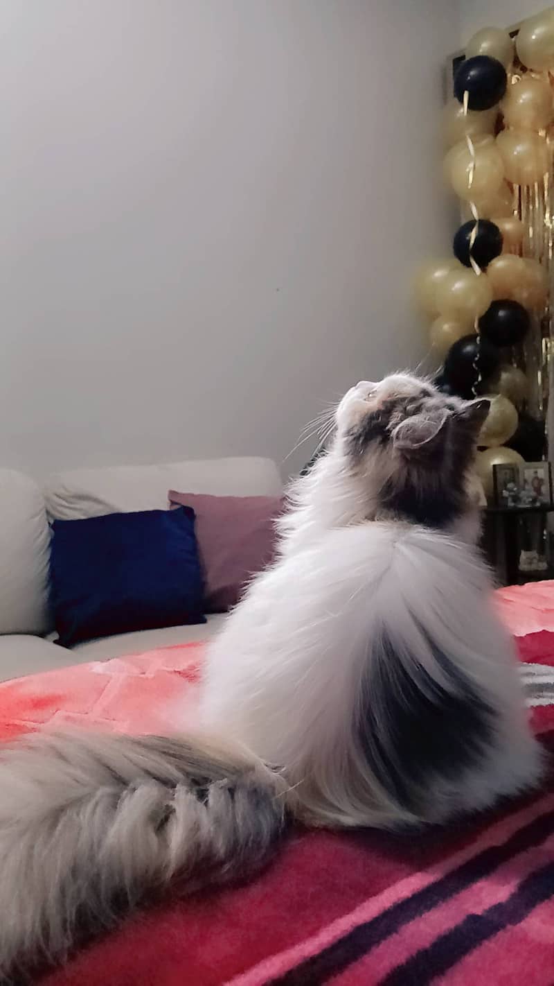 Persian cat 1