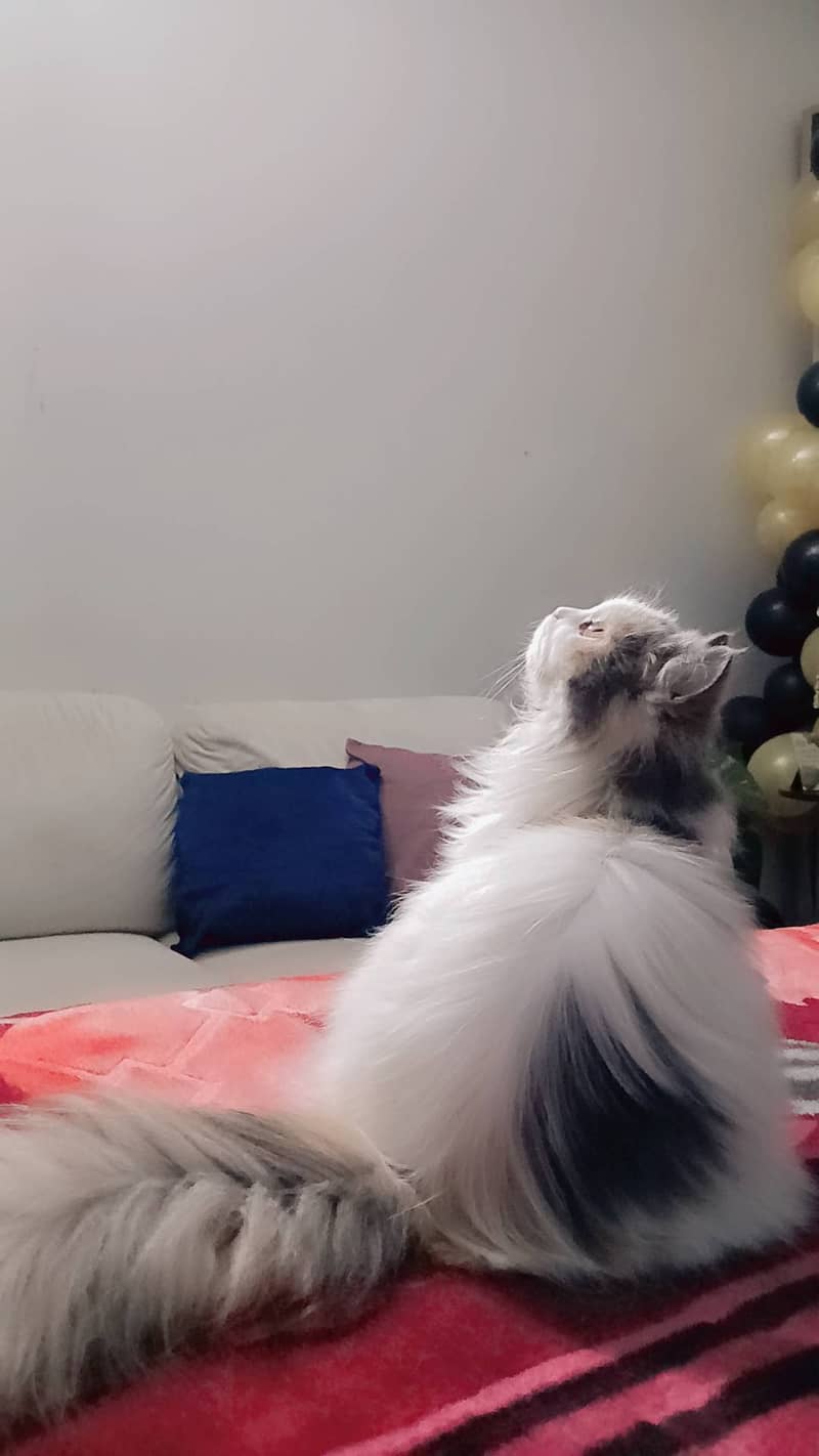 Persian cat 2