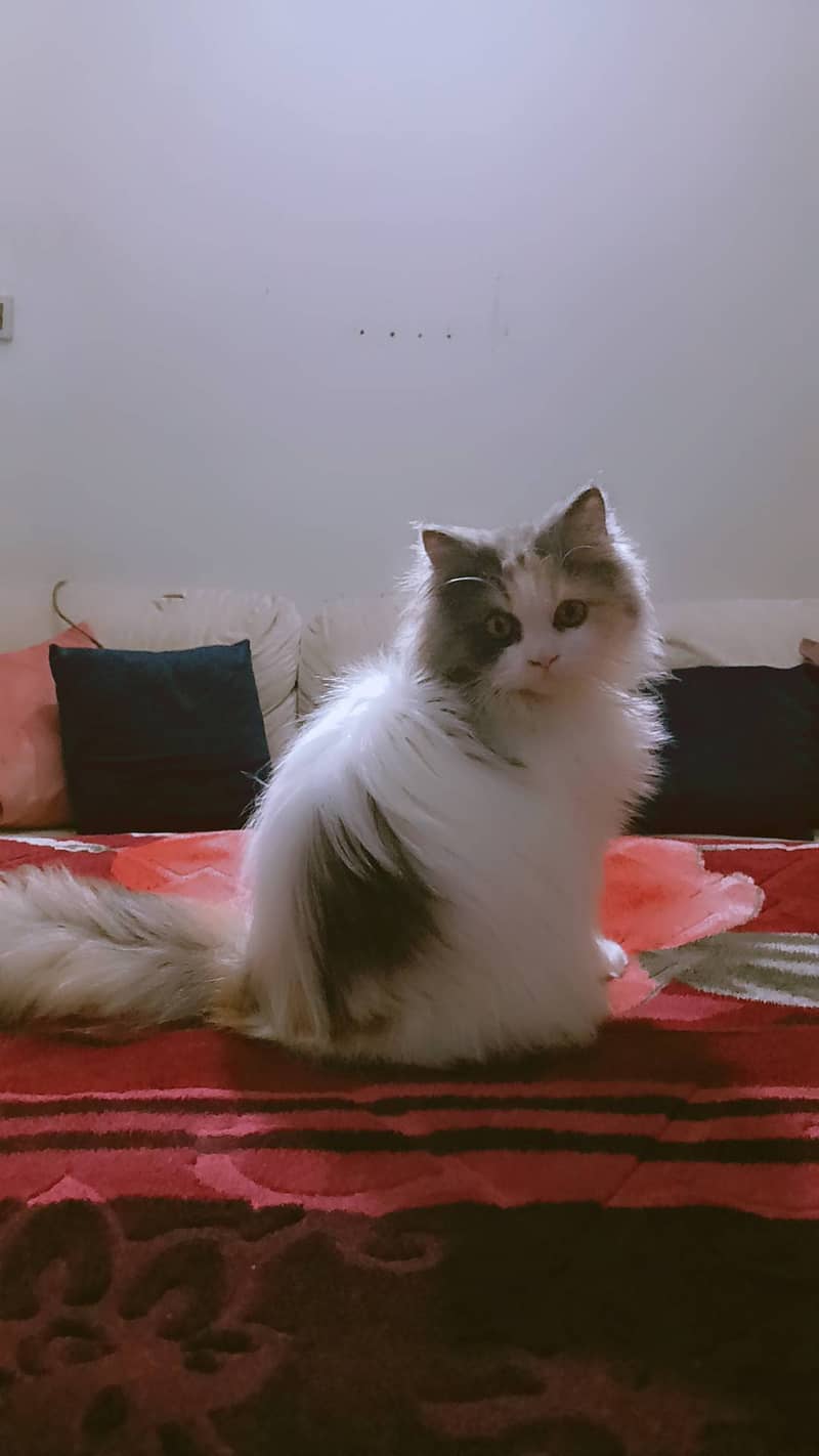 Persian cat 4